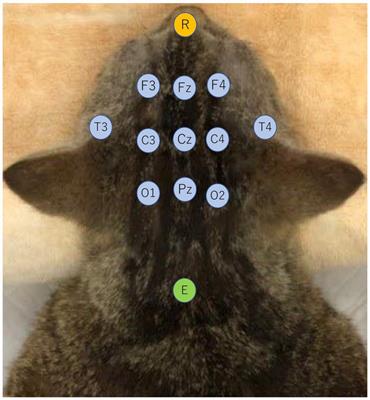 Frontiers Investigation of the effect and availability of